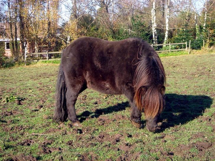 Anden særlig race »LiLLE LABAN« billede 14