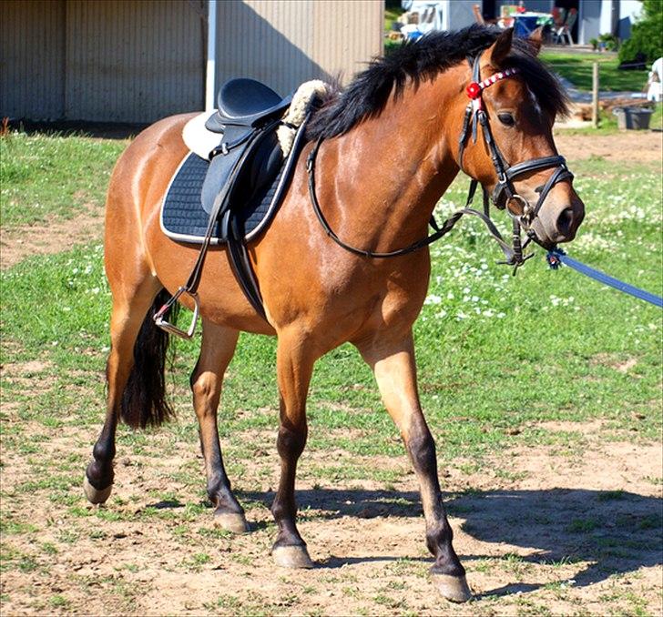 Anden særlig race Skovbys Chester Brown - sommer 2010 - han tager det SÅ pænt.. billede 13