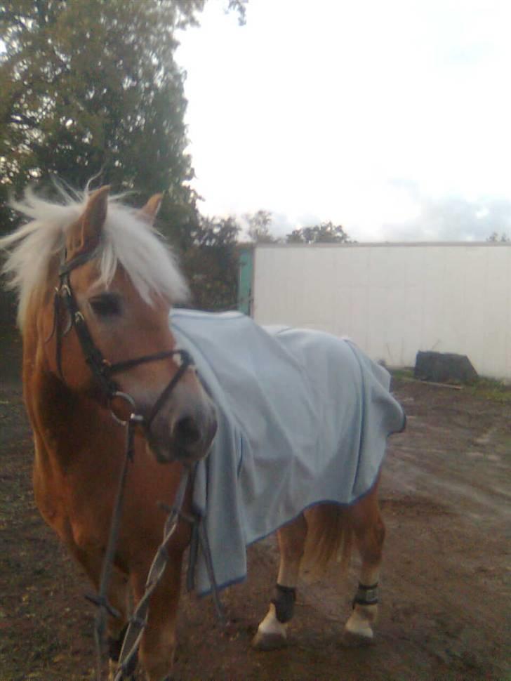 Haflinger Toby. <3 billede 1