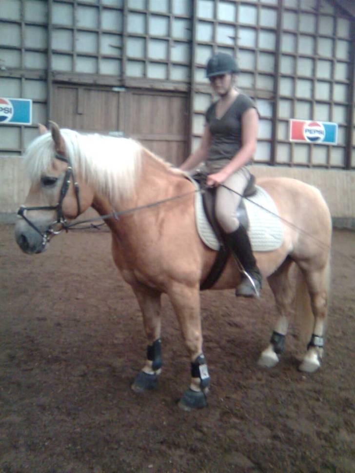 Haflinger Toby. <3 billede 2