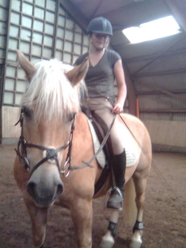 Haflinger Toby. <3 billede 3