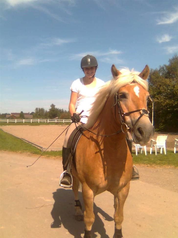 Haflinger Toby. <3 billede 5