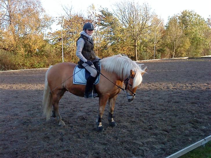 Haflinger Toby. <3 billede 6