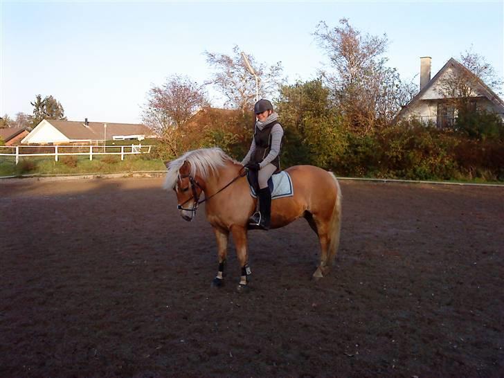 Haflinger Toby. <3 billede 7