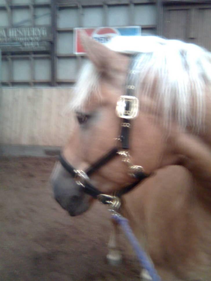 Haflinger Toby. <3 billede 9