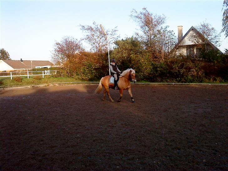 Haflinger Toby. <3 billede 10