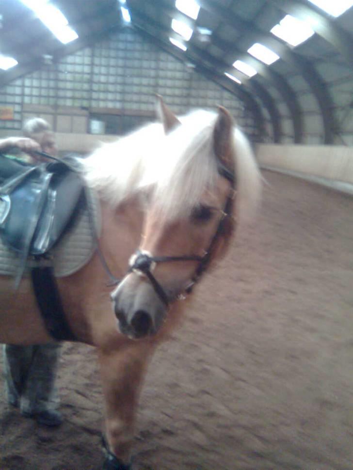 Haflinger Toby. <3 billede 11