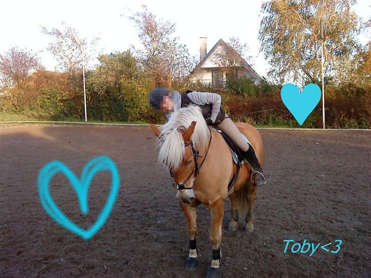 Haflinger Toby. <3 billede 12