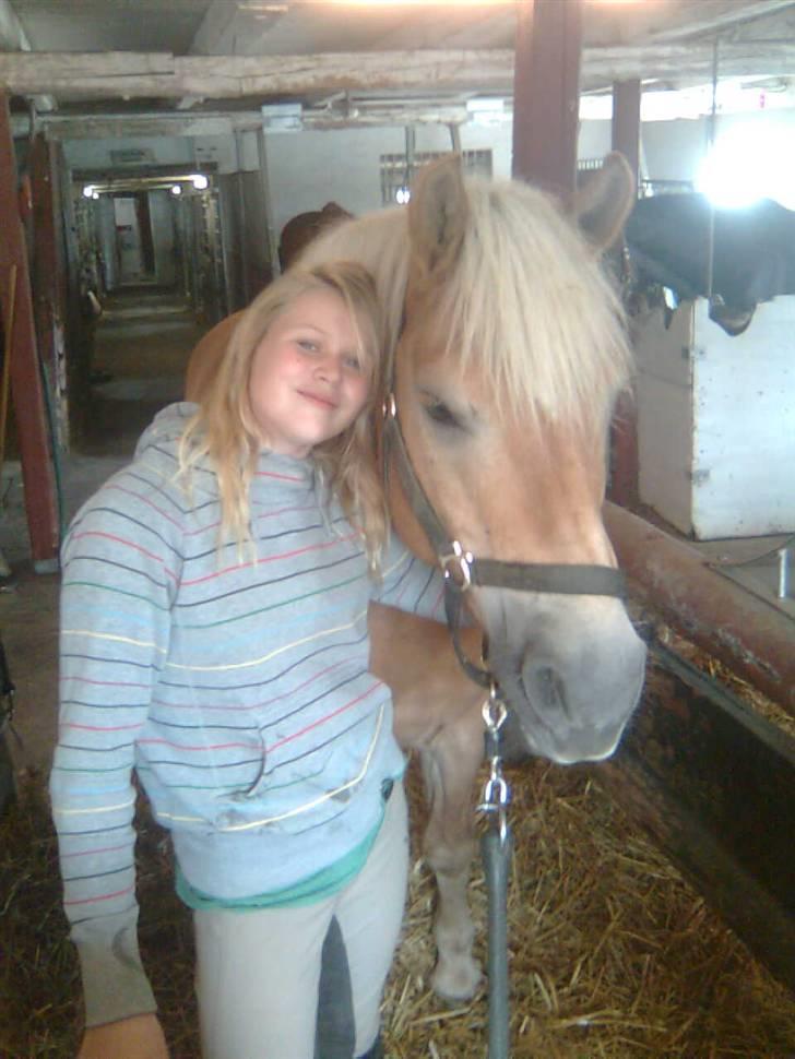 Haflinger Toby. <3 billede 13