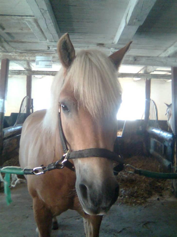 Haflinger Toby. <3 - Elsker det billed (; billede 14