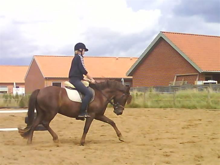 Anden særlig race Basse *SOLGT :'( * billede 1