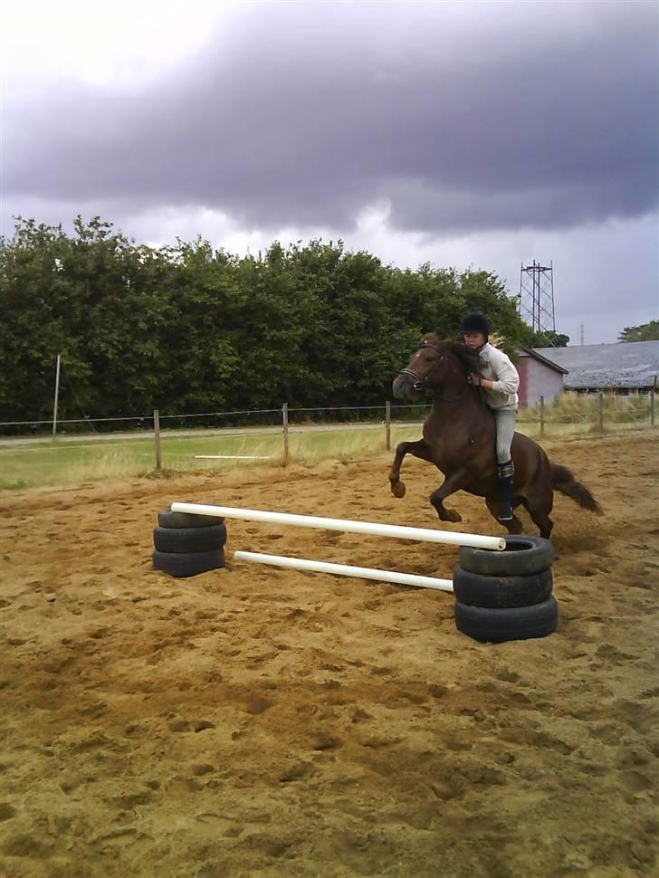 Anden særlig race Basse *SOLGT :'( * billede 2