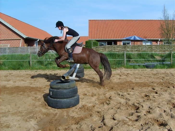 Anden særlig race Basse *SOLGT :'( * billede 3