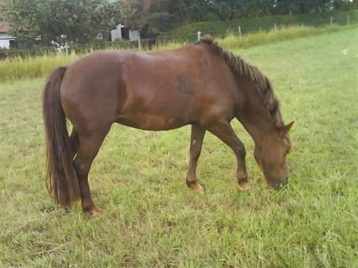 Anden særlig race Basse *SOLGT :'( * billede 4