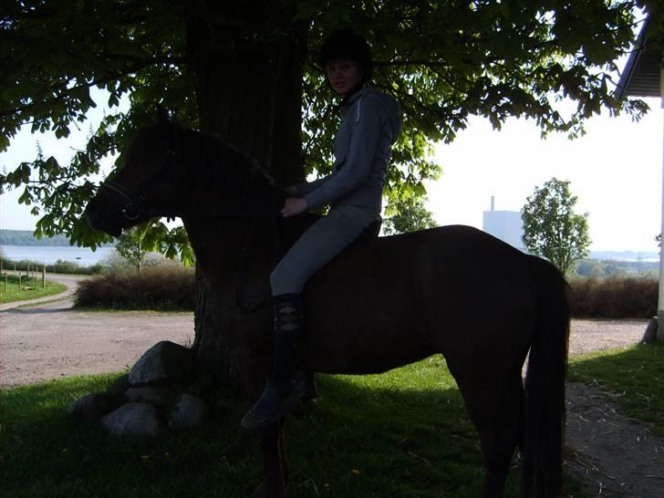 Anden særlig race Basse *SOLGT :'( * billede 5