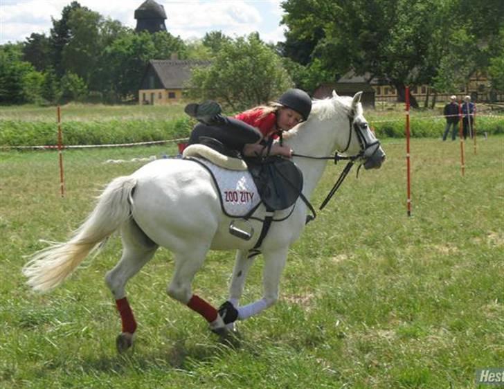 Welsh Mountain (sec A) Idefix billede 13