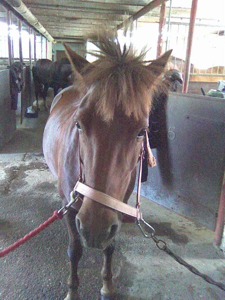 Anden særlig race Basse *SOLGT :'( * billede 7