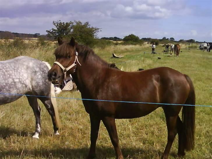 Anden særlig race Basse *SOLGT :'( * billede 8