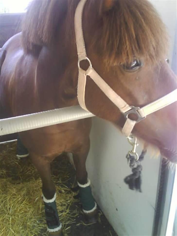 Anden særlig race Basse *SOLGT :'( * billede 9