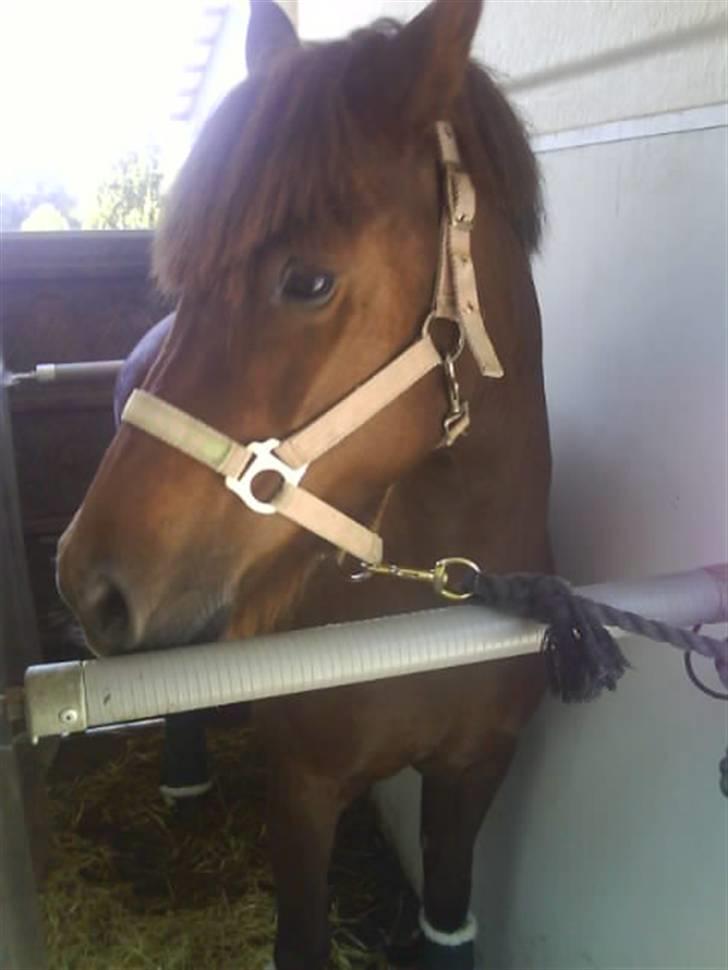 Anden særlig race Basse *SOLGT :'( * billede 10