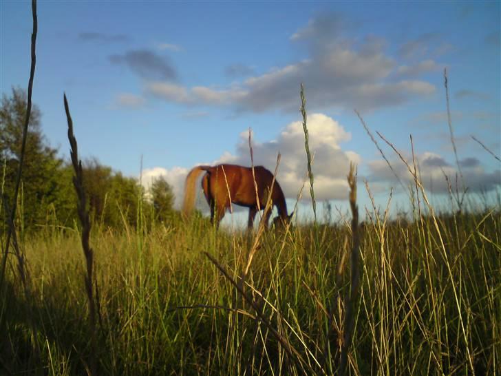 Anden særlig race Shadow "solgt" billede 10