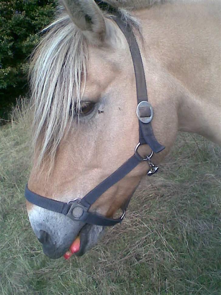 Fjordhest Snip billede 17