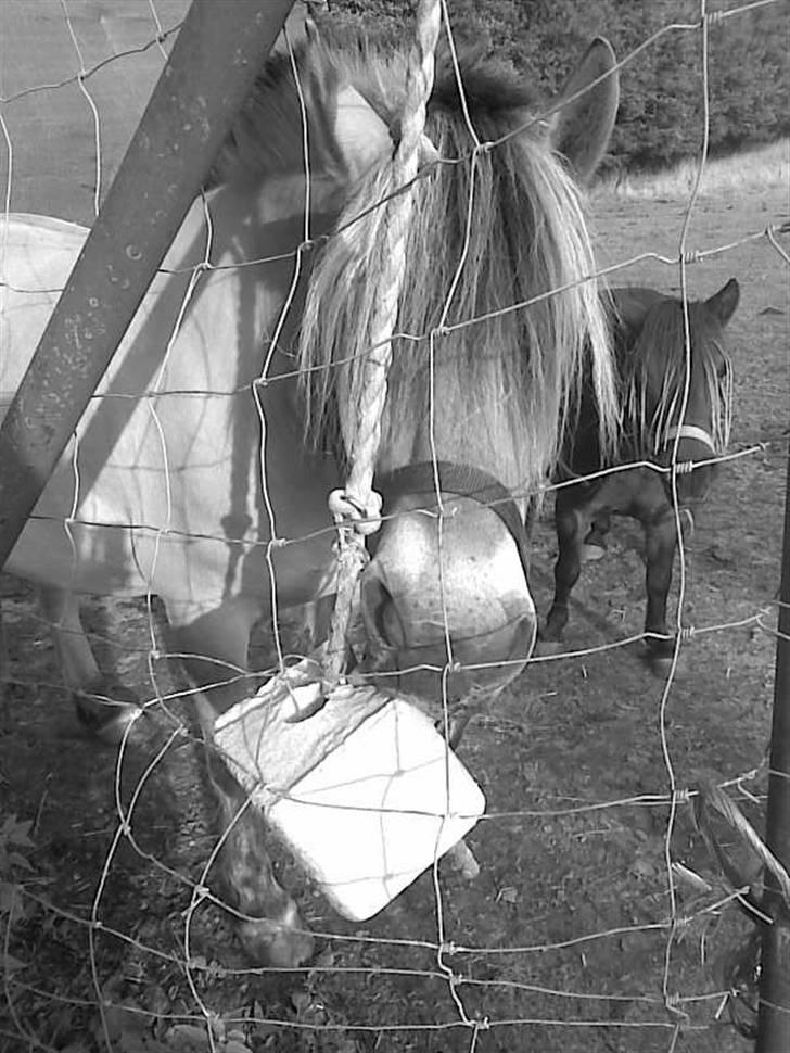 Fjordhest Snip billede 18