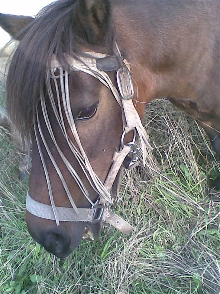 Shetlænder Oline billede 10