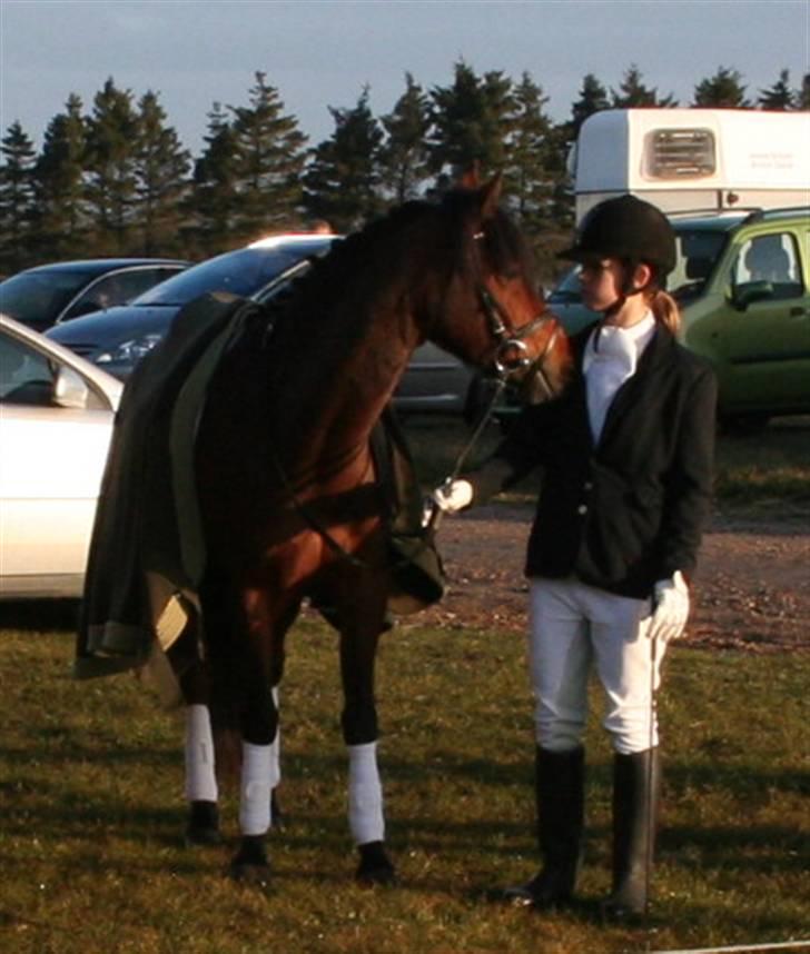 New Forest Lucky Lunde billede 1