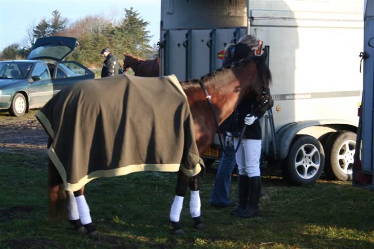 New Forest Lucky Lunde - lige ankommet billede 2