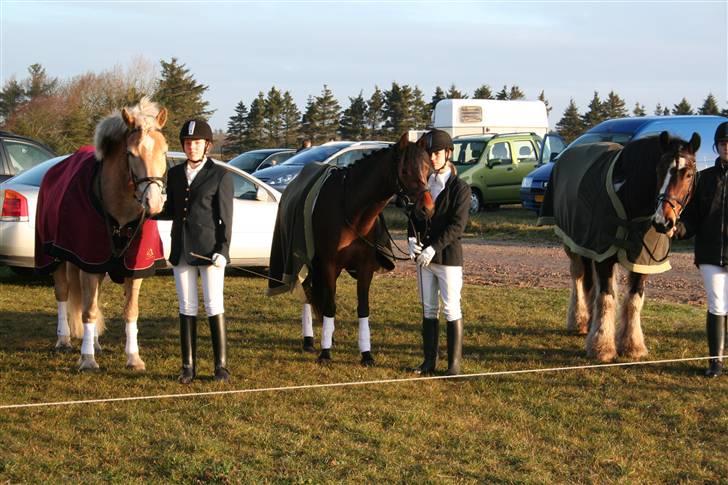 New Forest Lucky Lunde - vores første uden bys stævne <3 billede 3