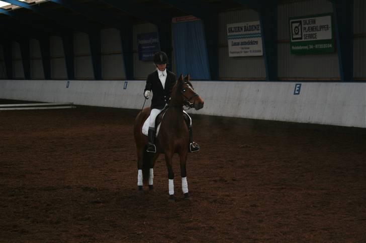 New Forest Lucky Lunde - du var så nervøs. Men vi kom igennem, jeg er stolt af dig smukke billede 4