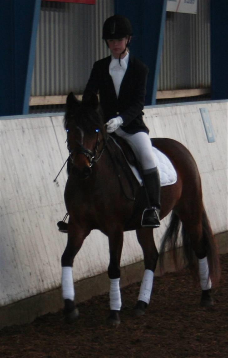 New Forest Lucky Lunde - dressur,,ikke lige os. Men når det skal være kan vi da billede 7