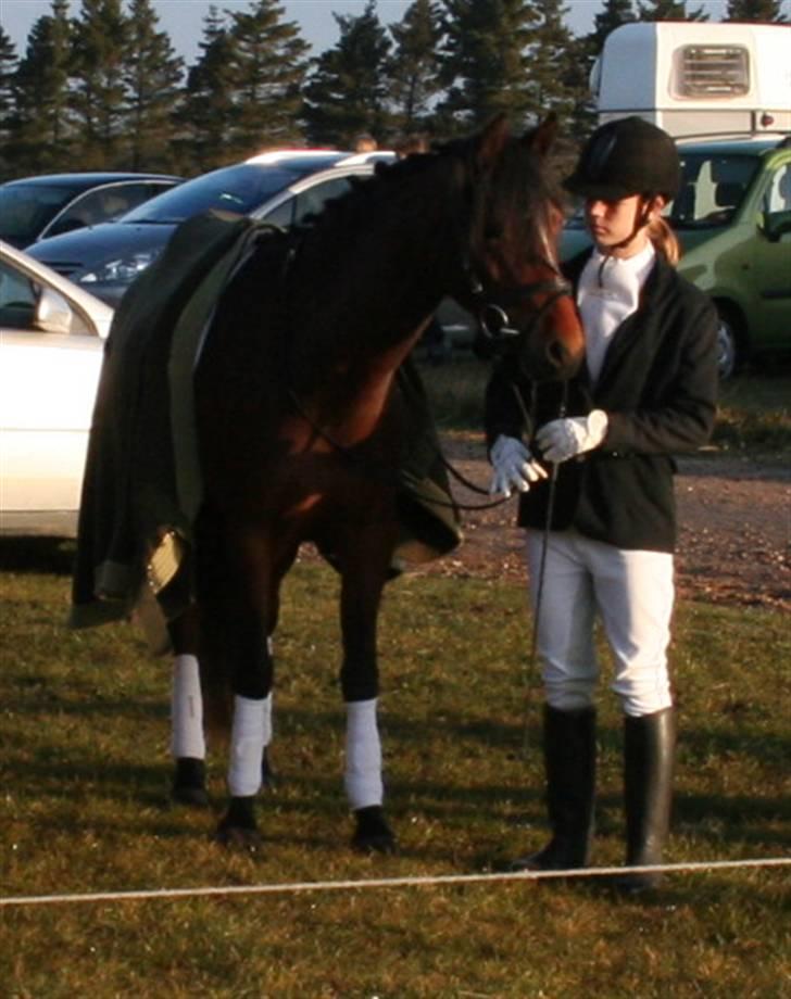 New Forest Lucky Lunde - elsker dig smukke.  billede 8