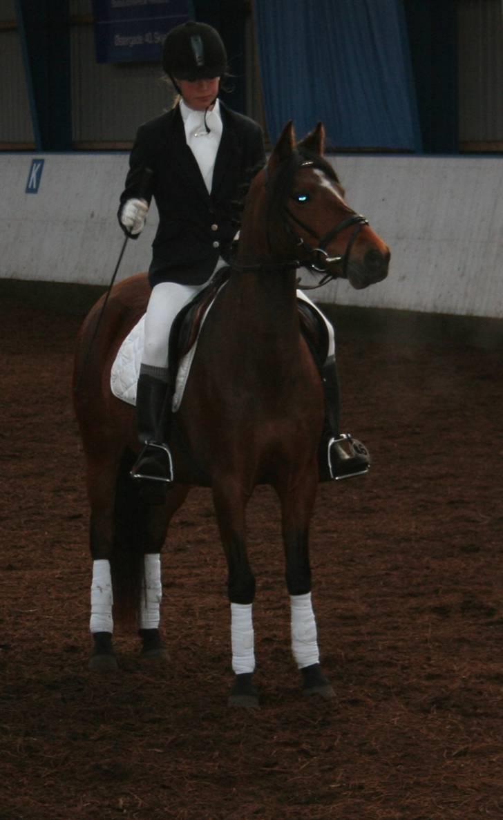 New Forest Lucky Lunde - hilser på dommeren =) billede 9