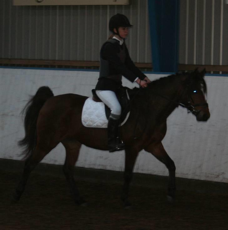 New Forest Lucky Lunde - kom så lucky, nu tager vi dem. billede 10