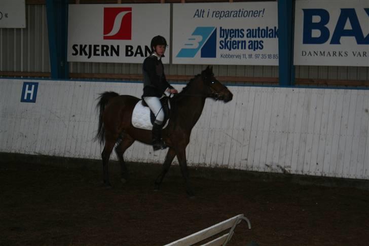 New Forest Lucky Lunde - vi tog dem ikke, men pyt :D billede 11