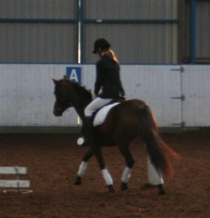 New Forest Lucky Lunde billede 12