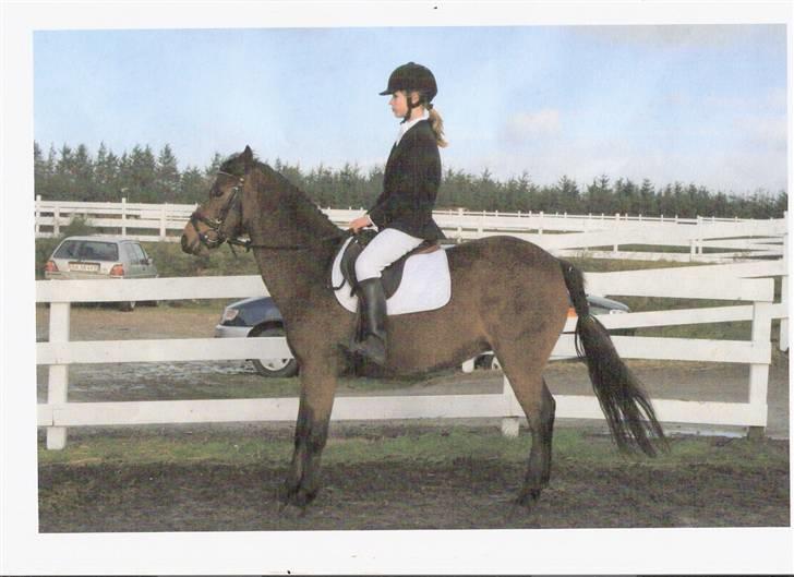 New Forest Lucky Lunde - jule støvnet :D vi var nervøse inden vi skulle ind, og må ske lidt ´bange billede 14