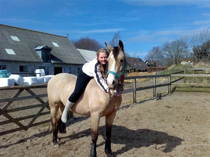Welsh Cob (sec D) Kimberly <3 billede 18
