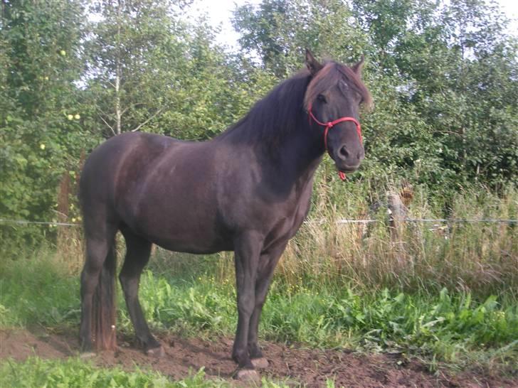 Islænder Bliða hedelund - Foto shoot :D billede 4