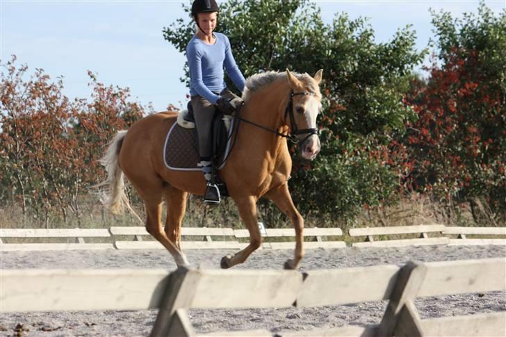 Hollandsk Sportspony  Calibra - solgt..RIP :-( - fotograf; min far.  billede 2
