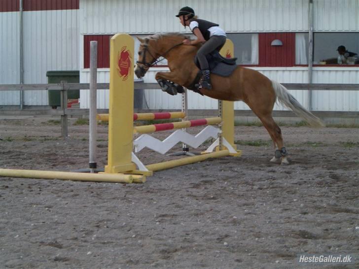 Hollandsk Sportspony  Calibra - solgt..RIP :-( - fotograf; freja rasmussen tror jeg. billede 3