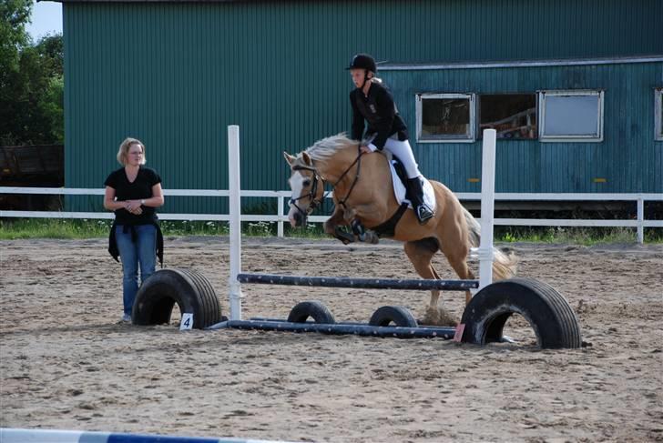 Hollandsk Sportspony  Calibra - solgt..RIP :-( - fotograf; ann. billede 5