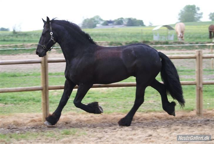 Frieser "Fedde K STER" billede 13