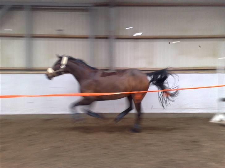 Dansk Varmblod Amethyst R.I.P - Amethyst i fuld fart billede 12