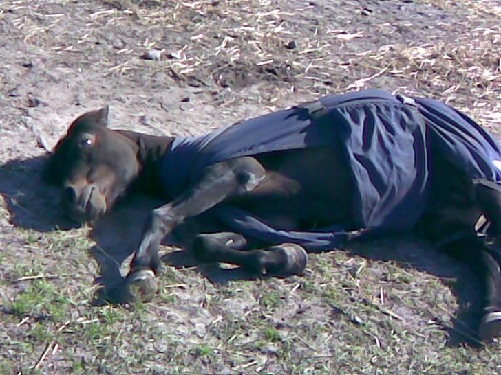 Anden særlig race Samson R.I.P - Tager lige en slapper... billede 8