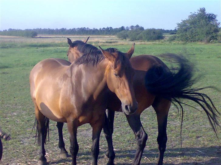 Dansk Varmblod Castella billede 9