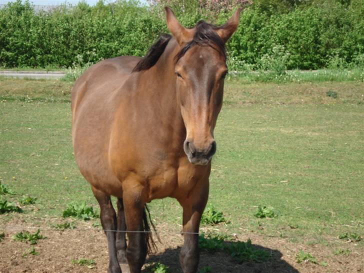 Dansk Varmblod Castella billede 10