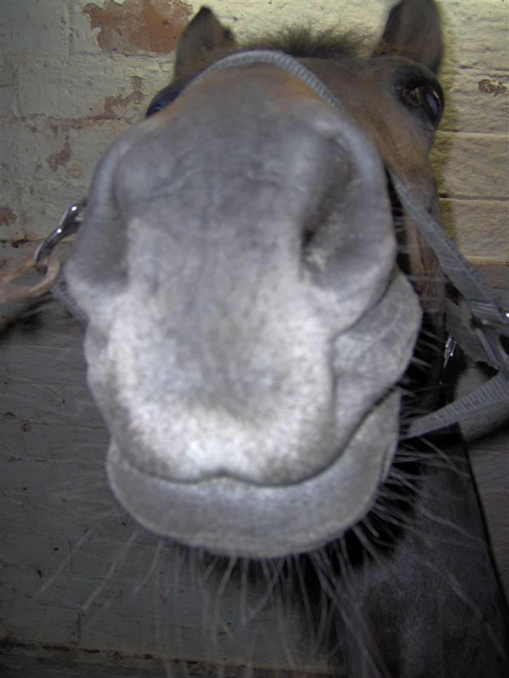 Dansk Varmblod Faxi - BØH!!! hihi.. billede 7